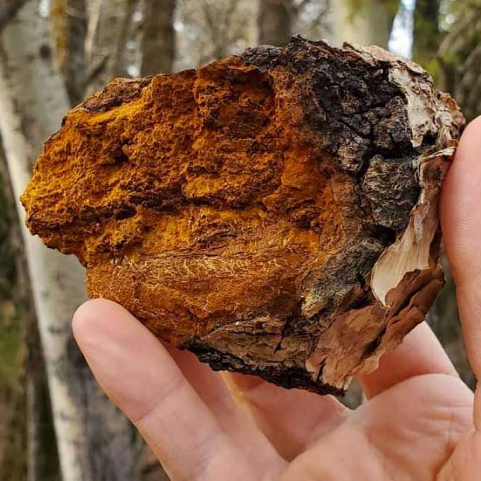 Pure Chaga - Image 2