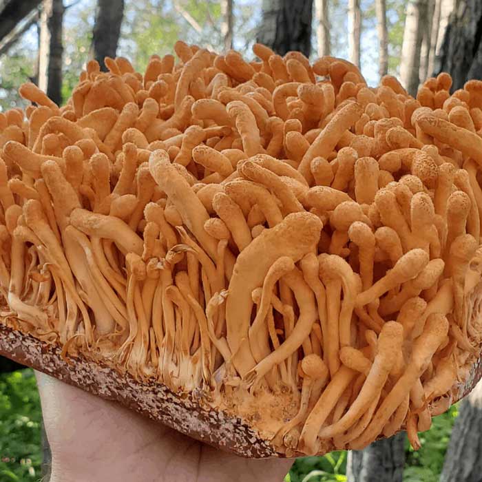 Pure Cordyceps - Image 3