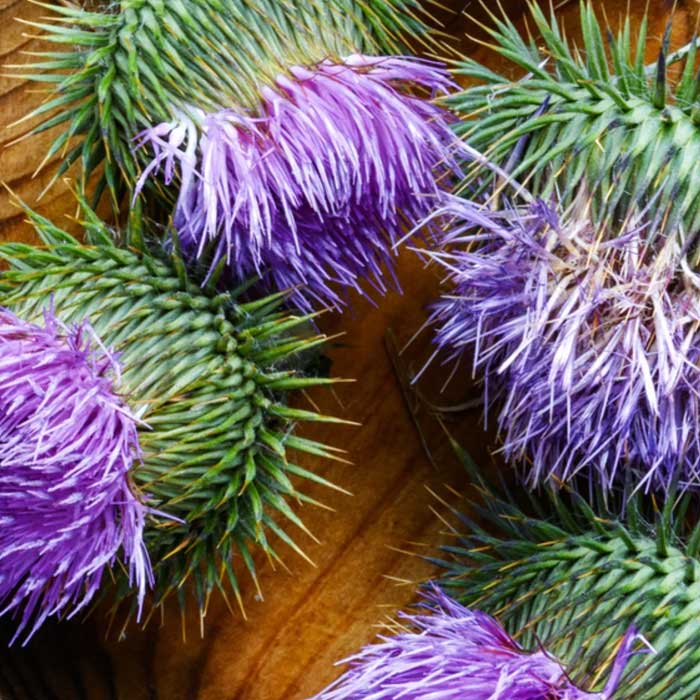 Pure Milk Thistle - Image 2