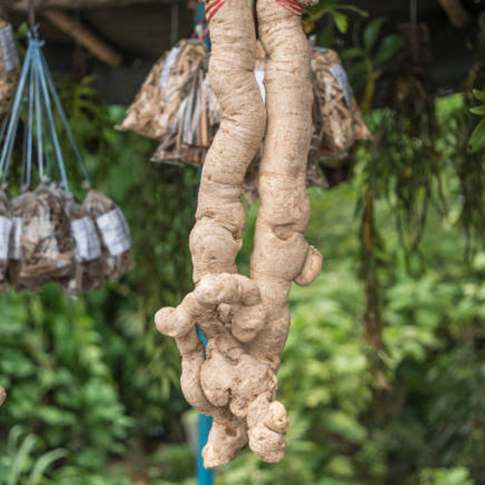 Pure Tongkat Ali - Image 3